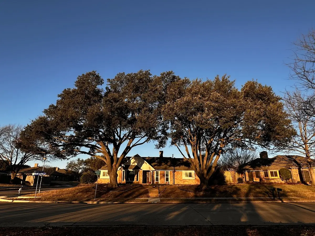 Established residential canopy tree shading a home in Midway