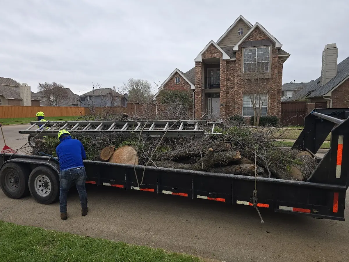 Expert Tree Removal with proper safety equipment in Midway